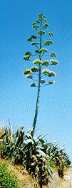 Agave in fiore