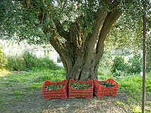 Raccolta delle olive