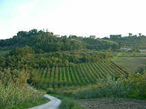 Veduta del frutteto