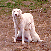 Pastore maremmano-abruzzese "Pastorella"
