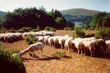 Gregge al pascolo in alta montagna