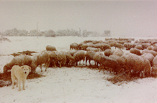 E' arrivata la neve anche in pianura!