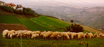 Gregge al pascolo sulle colline del Piceno